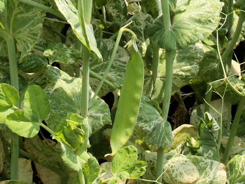 Pisum sativum