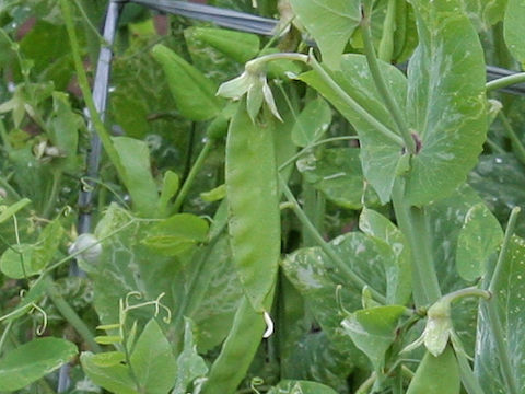 Pisum sativum