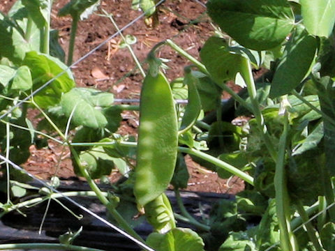 Pisum sativum