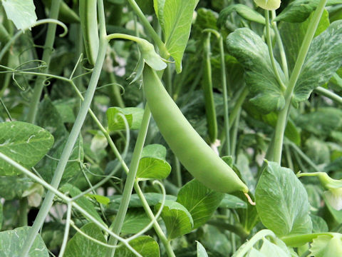 Pisum sativum