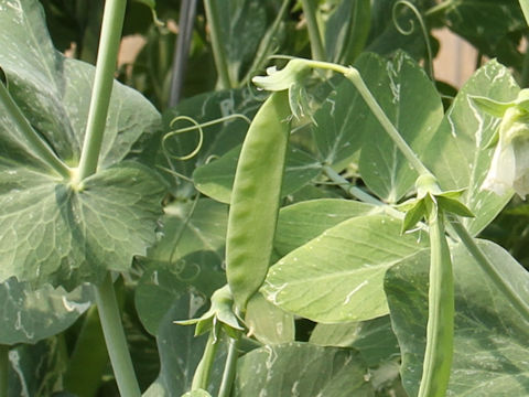 Pisum sativum
