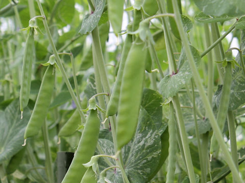 Pisum sativum