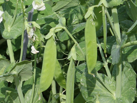 Pisum sativum