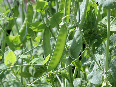 Pisum sativum