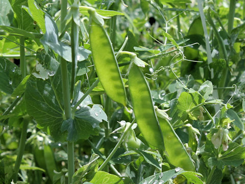Pisum sativum