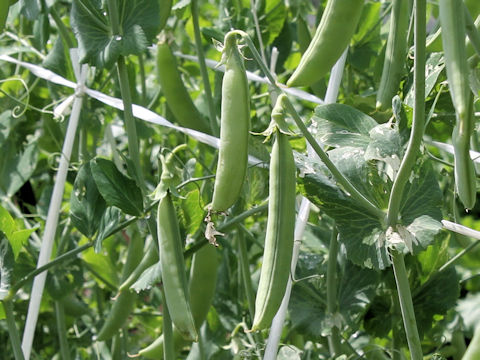 Pisum sativum