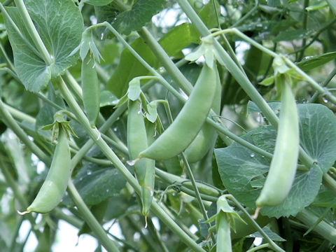 Pisum sativum