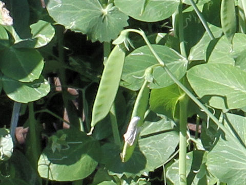 Pisum sativum