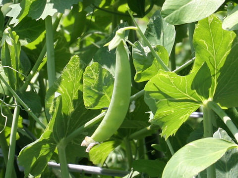 Pisum sativum