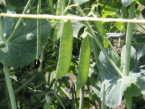 Pisum sativum