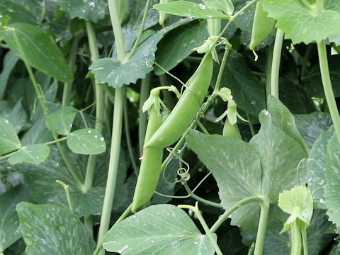 Pisum sativum