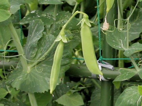 Pisum sativum