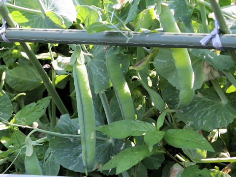 Pisum sativum