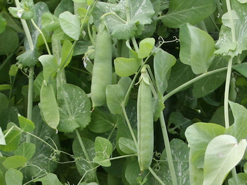 Pisum sativum