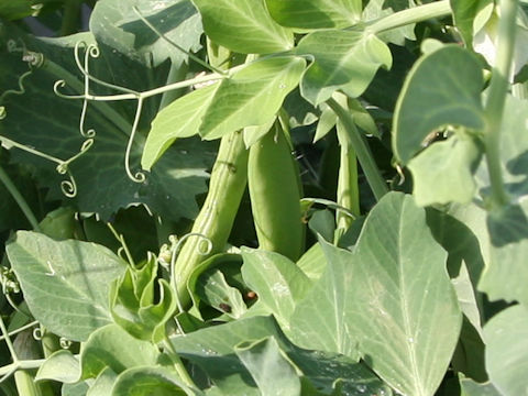 Pisum sativum