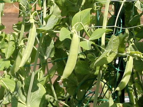Pisum sativum