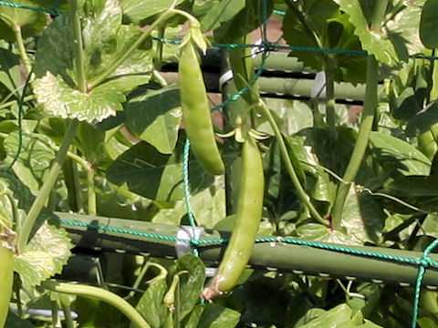 Pisum sativum