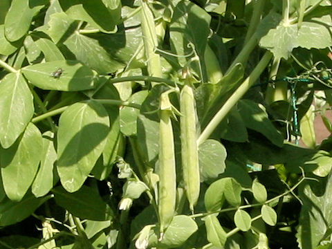 Pisum sativum