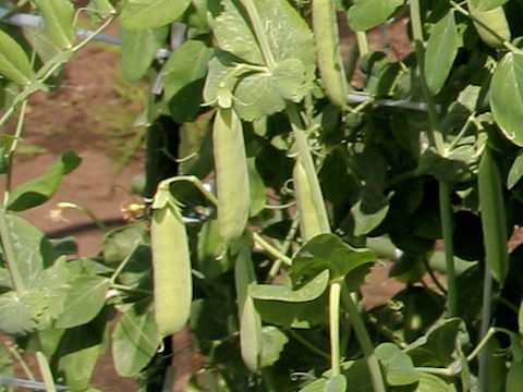 Pisum sativum