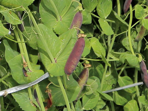 Pisum sativum