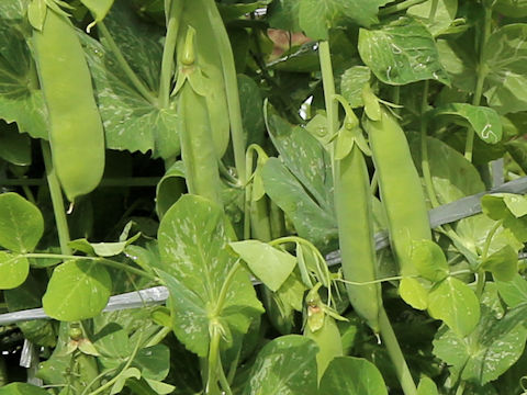 Pisum sativum