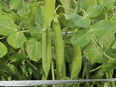 Pisum sativum