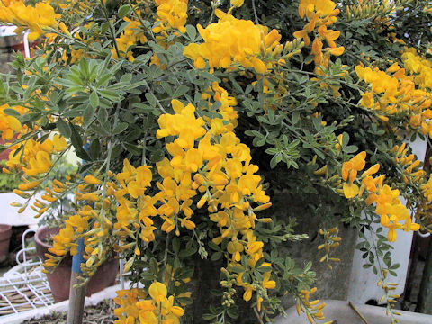 Cytisus scoparius