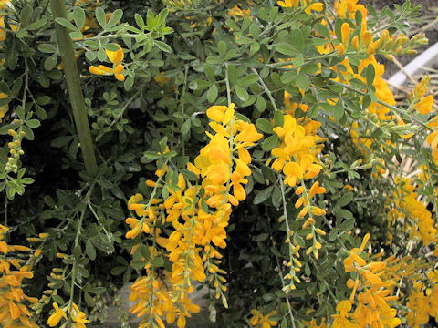 Cytisus scoparius