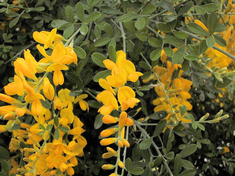 Cytisus scoparius