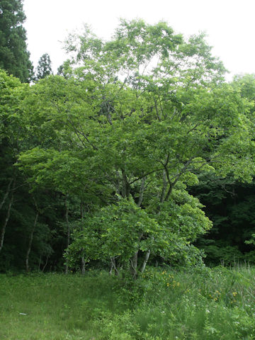 Celtis sinensis var. japonica