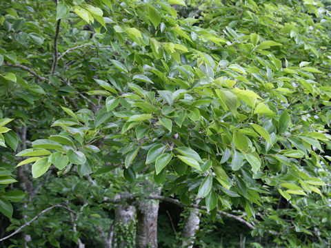 Celtis sinensis var. japonica