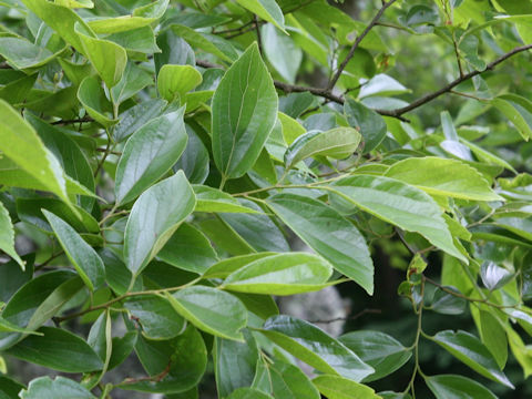 Celtis sinensis var. japonica