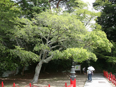 Celtis sinensis var. japonica