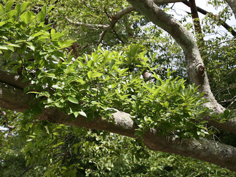 Celtis sinensis var. japonica