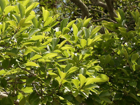 Celtis sinensis var. japonica