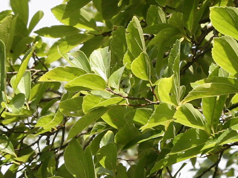 Celtis sinensis var. japonica