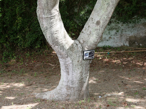 Celtis sinensis var. japonica