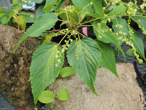 Discocleidion ulmifolium