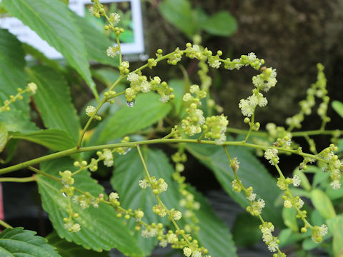 Discocleidion ulmifolium