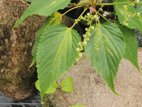 Discocleidion ulmifolium
