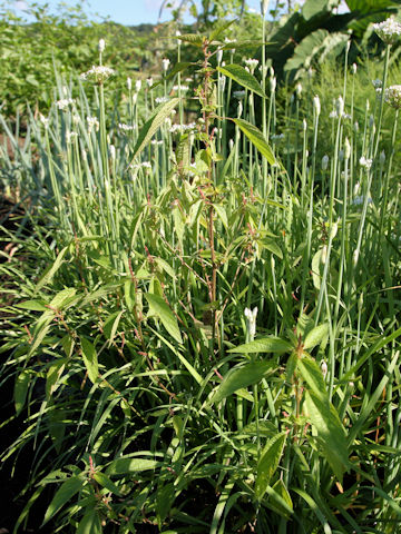 Acalypha australis