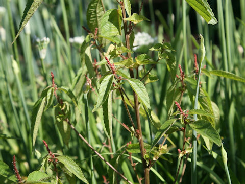 Acalypha australis