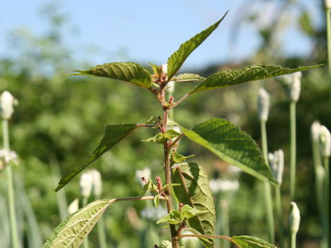 Acalypha australis