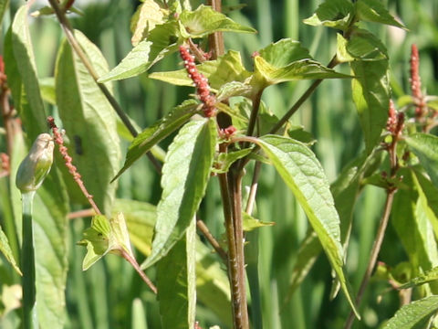 Acalypha australis