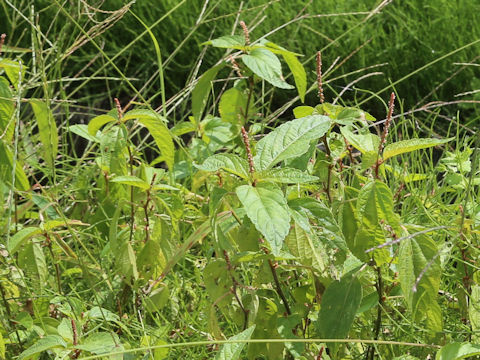 Acalypha australis