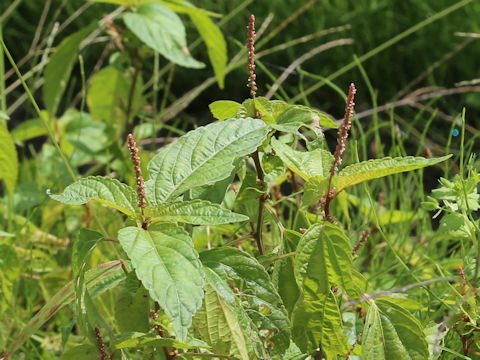 Acalypha australis