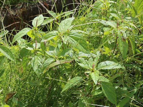 Acalypha australis