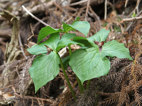Trillium smallii