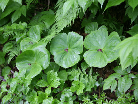 Trillium smallii