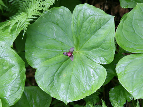 Trillium smallii